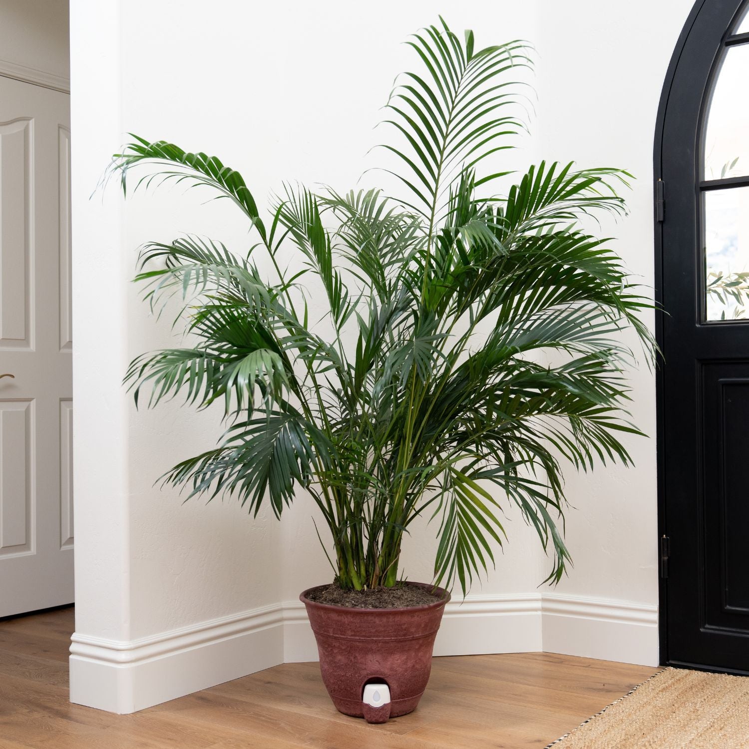 Bernini Set of 2 Firmastone 15" Self-Watering Smart Planters